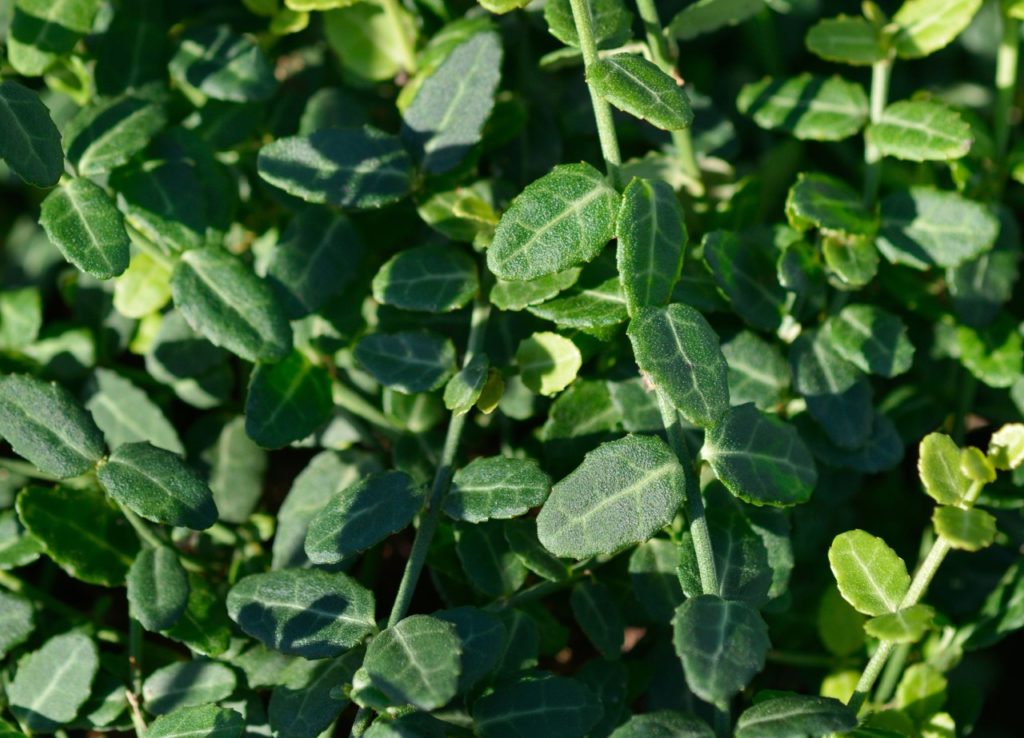 euonymus fortunei shrub with waxy green leaves growing from thick green stems