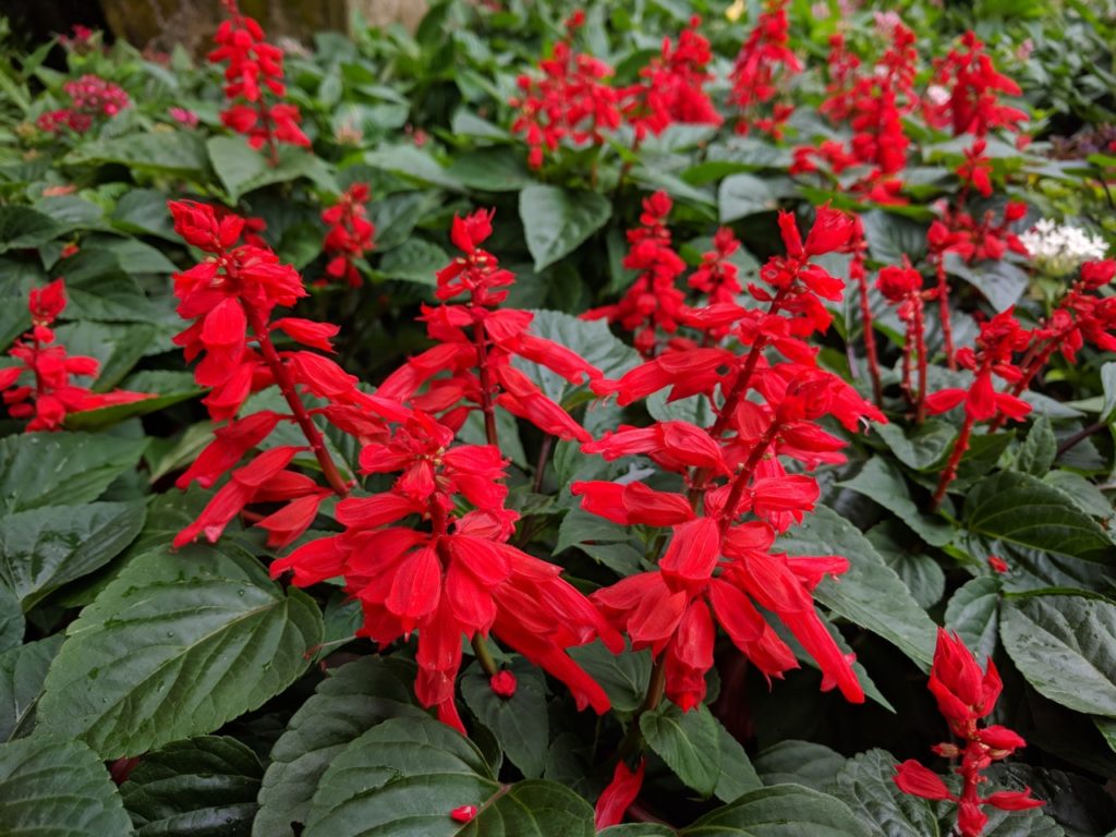 a salvia splendens shrub with dark green foliage and bright red flowers growing from red stems