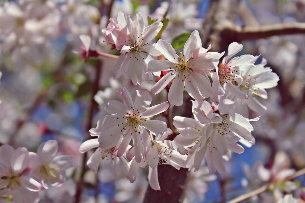 the pale-pink blossoms from a prunus × subhirtella tree growing outside with a blue sky in the background