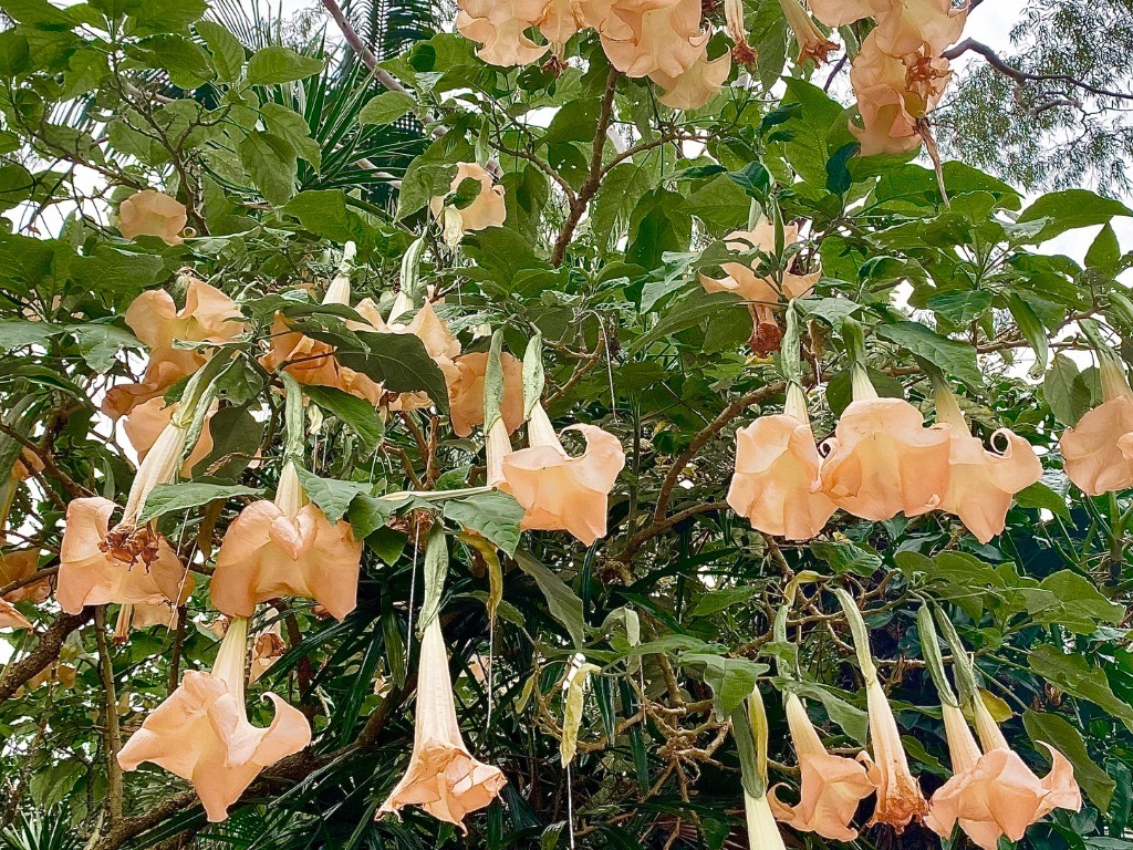 hanging, large peach Angel’s Trumpet flowers