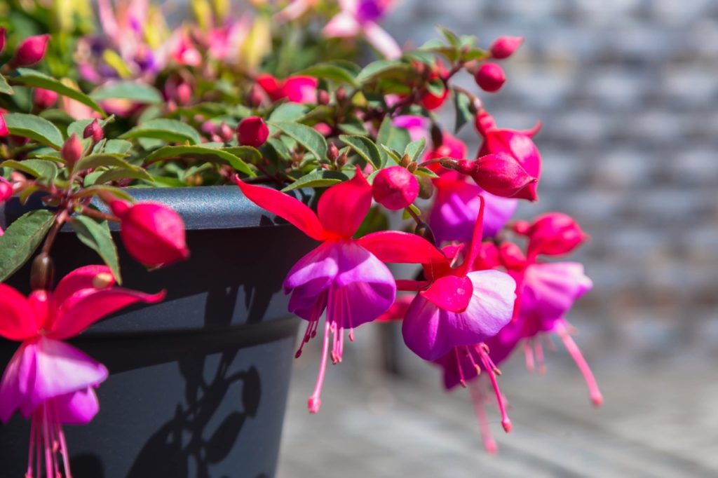 pink and purple fuchsia flowers spilling out of the edge of a plant pot