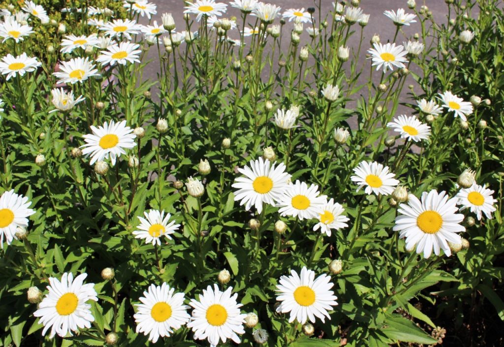 white flowering Leucanthemum × superbum growing outside with some buds not yet in bloom