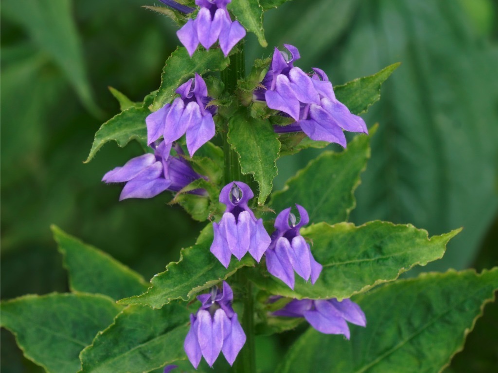purple flowers from an l. siphilitica plant growing outdoors