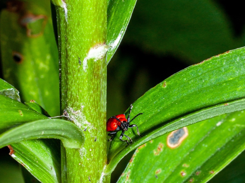 a red lily beetle on the leaf of a lily plant that has white, brown and grey patches on its foliage due to pest damage