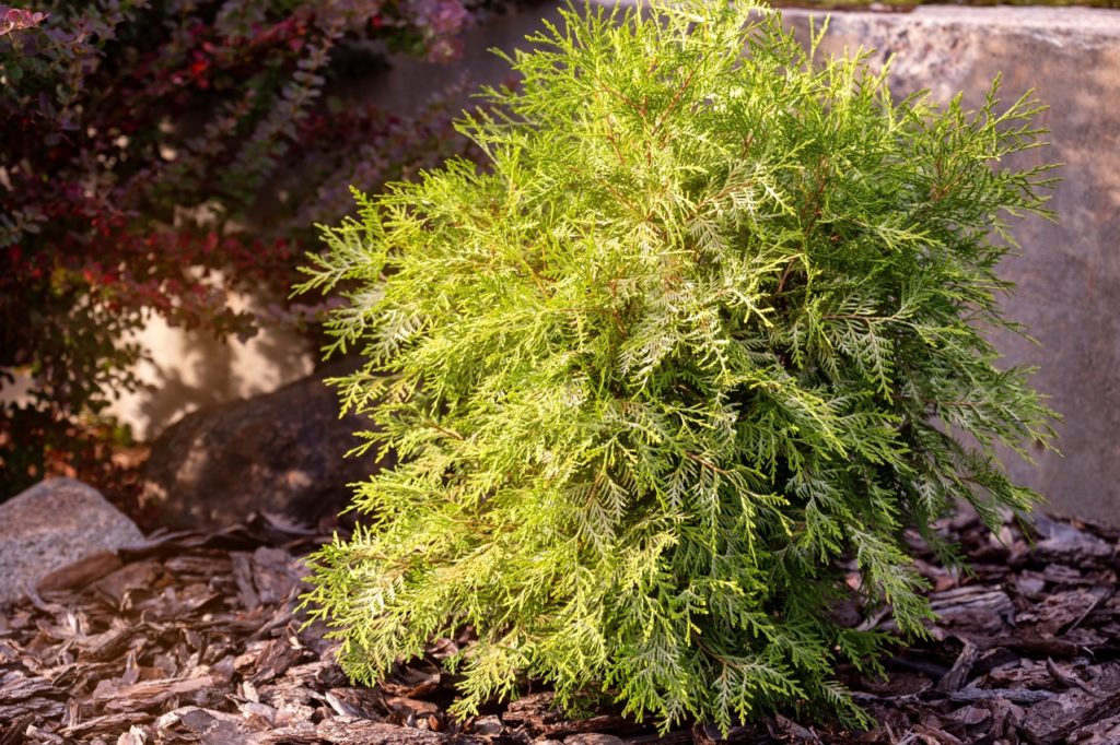 small, rounded arborvitae shrub growing in soil that has been heavily mulched with wood chips