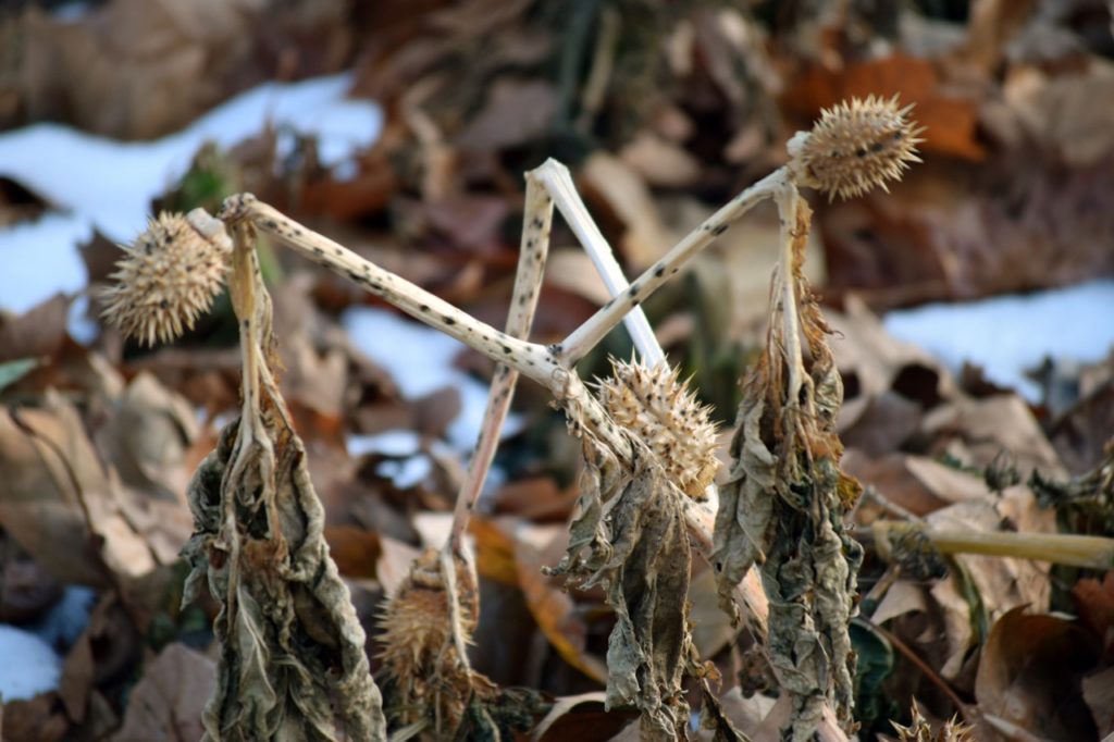 dead, brown foliage from a brugmansia that has died back over winter