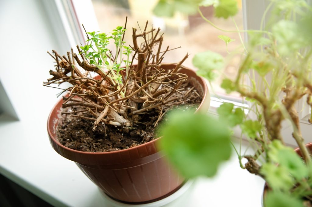 a fuchsia plant that has been cut down to its bare branches with fresh new growth sat on a windowsill