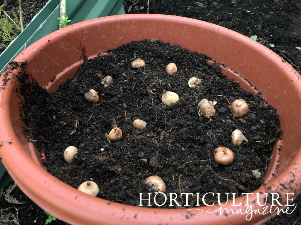 a container filled to the brim with compost and a visible top layer of alliums