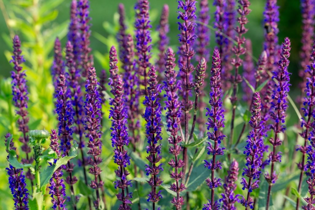 salvia nemorosa &lsquo;caradonna&rsquo; plant with tiny purple flowers growing on tall red stems outside