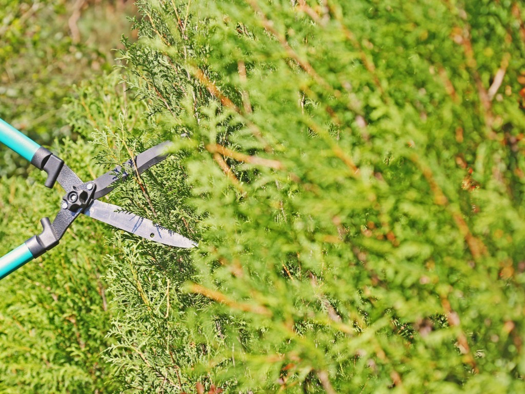 pruning shears being used to prune a thuja hedge growing outside