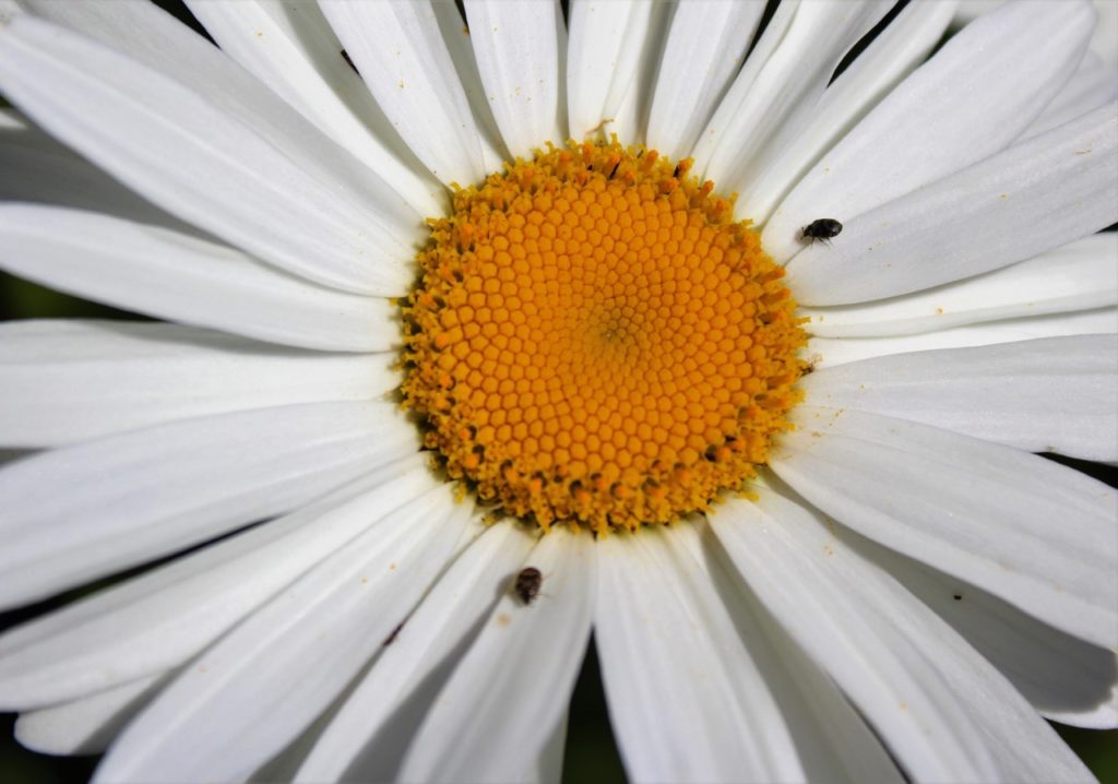 two tiny black bugs on the white petals of a Shasta daisy flower with an orange centre