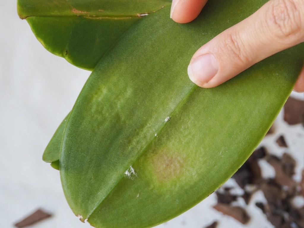 a finger pointing to a mealybug on the surface of an orchid houseplant leaf