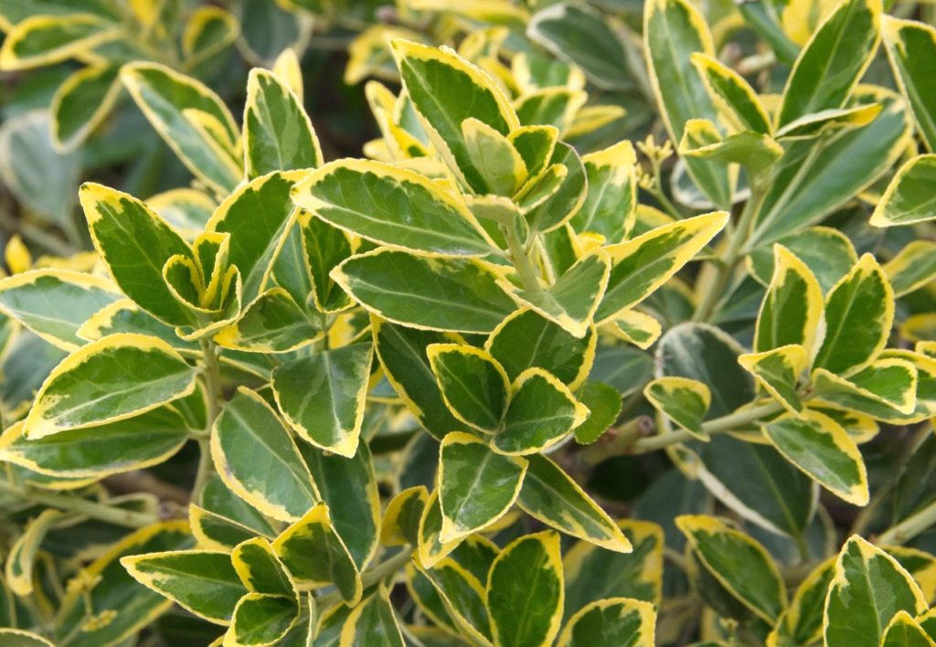 euonymus japonicus shrub with yellow and green variegation on the leaves growing outdoors