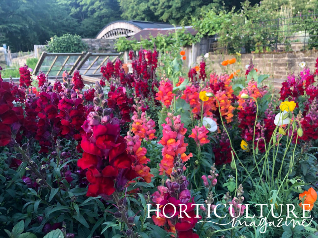 pink, red and orange flowering snapdragons growing in a garden bed with other yellow, orange and white flowers