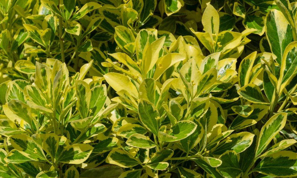 euonymus japonicus shrub with green and yellow variegated leaves