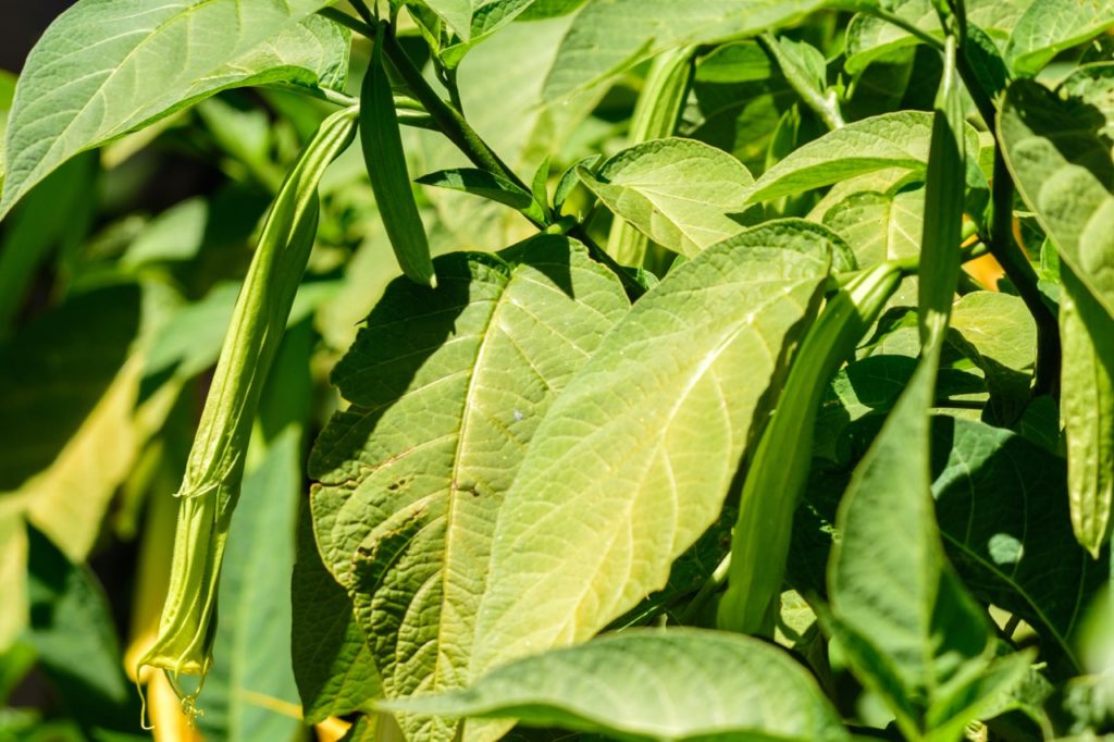 large green leaves from an angel trumpet shrub that has yet to flower