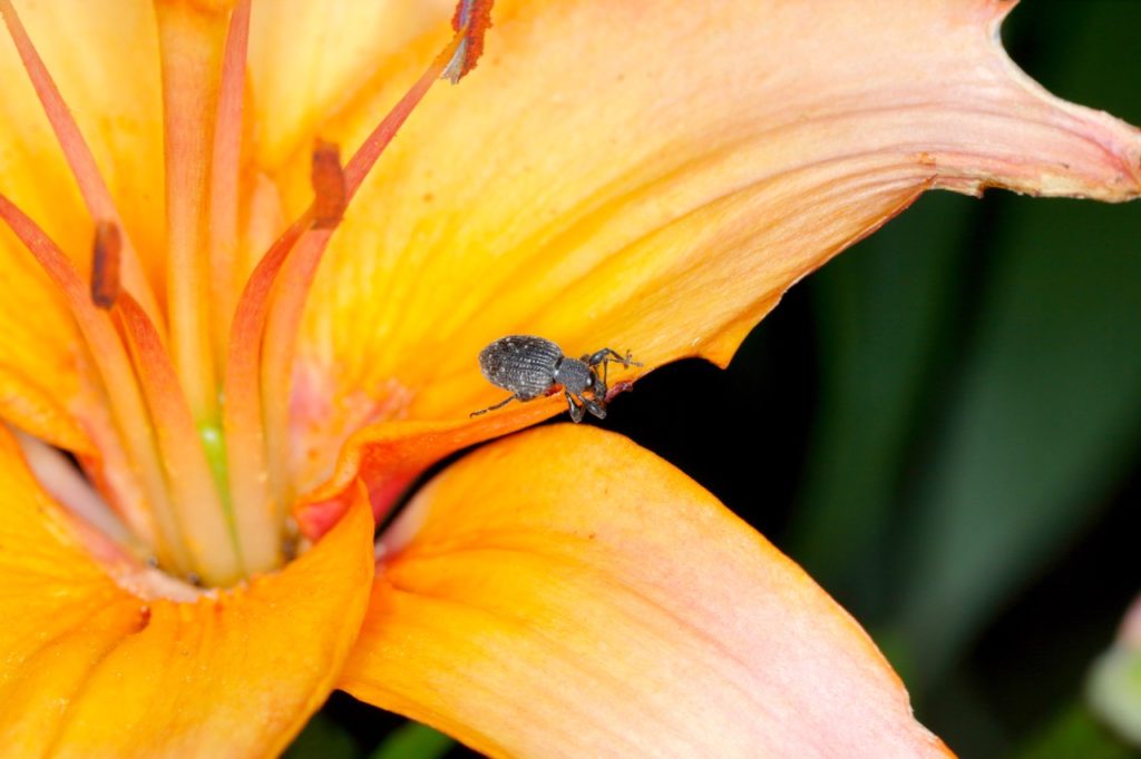 close-up of a vine weevil on the petals of an orange flowering lily