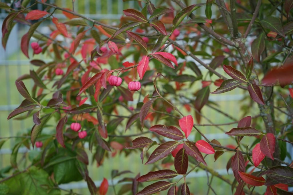 euonymus phellomanus with red leaves and small pink fruits growing outside in front of a metal fence