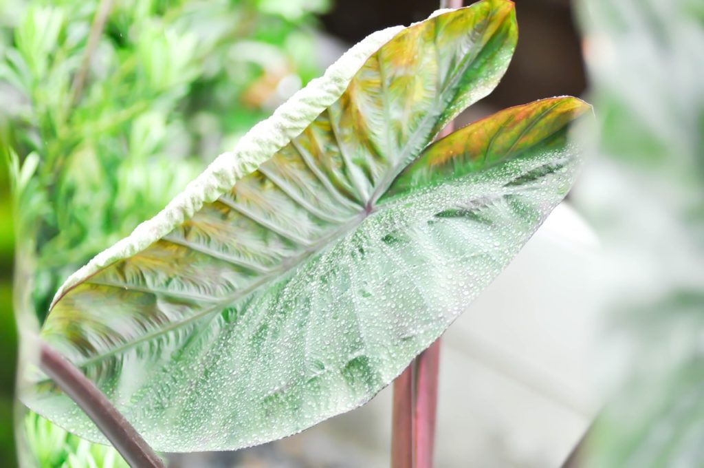 Colocasia esculenta leaf with green and yellow colouration