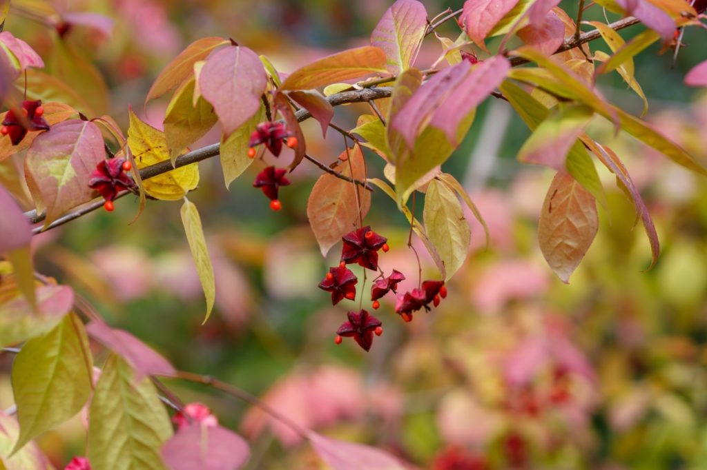 euonymus planipes with orangy-green leaves and red star-shaped flowers bearing tiny orange fruits from their centres