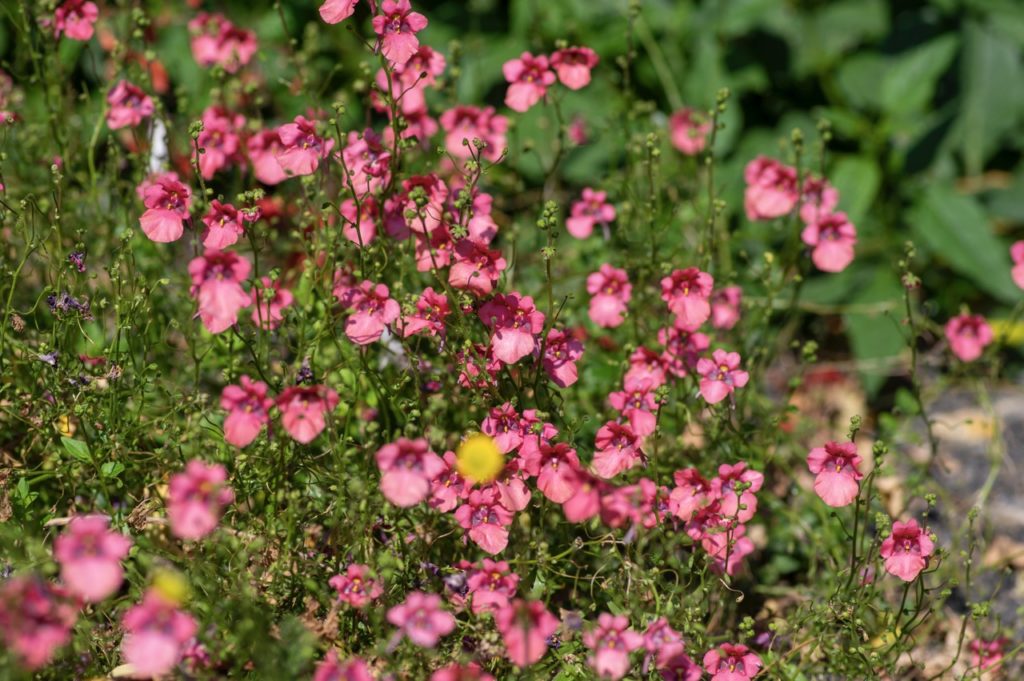 pink flowering diascia barberae growing outdoors