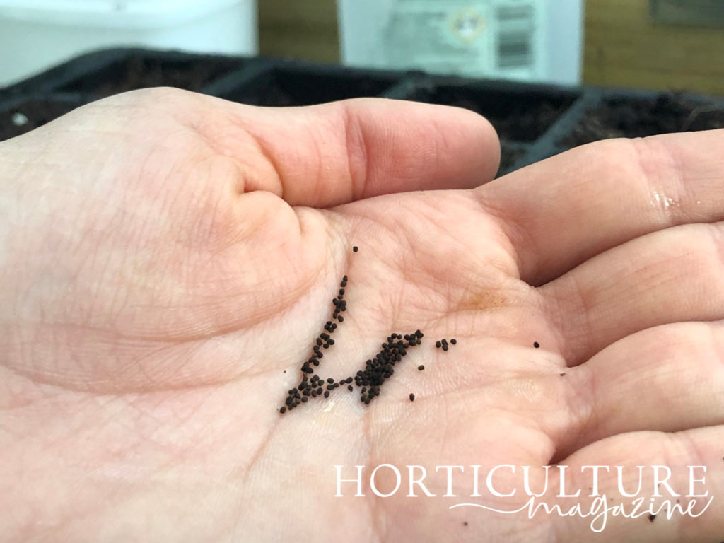 a hand holding lots of tiny black Antirrhinum seeds in front of a seed tray