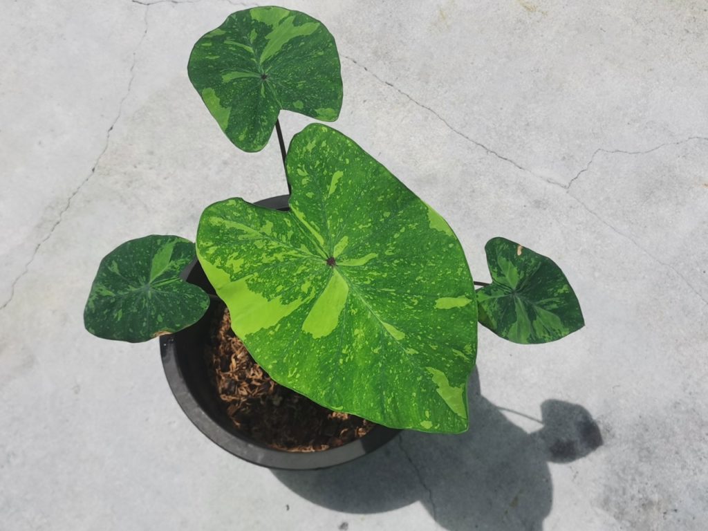 colocasia plant with variegated green leaves growing in a pot indoors