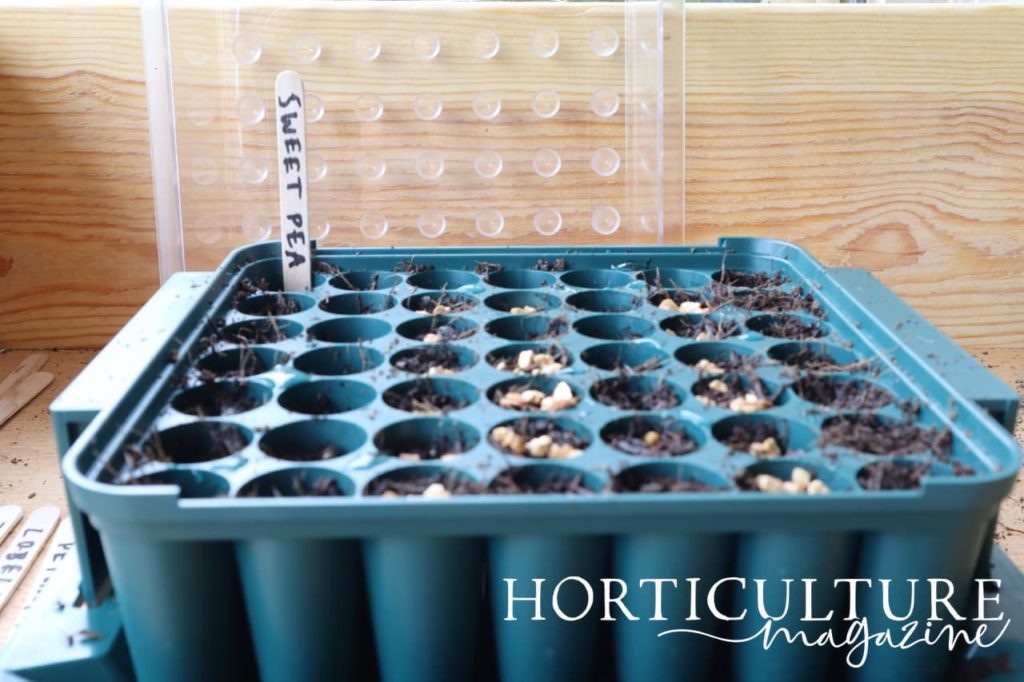 a seed sowing tray with label reading &lsquo;sweet pea&rsquo;