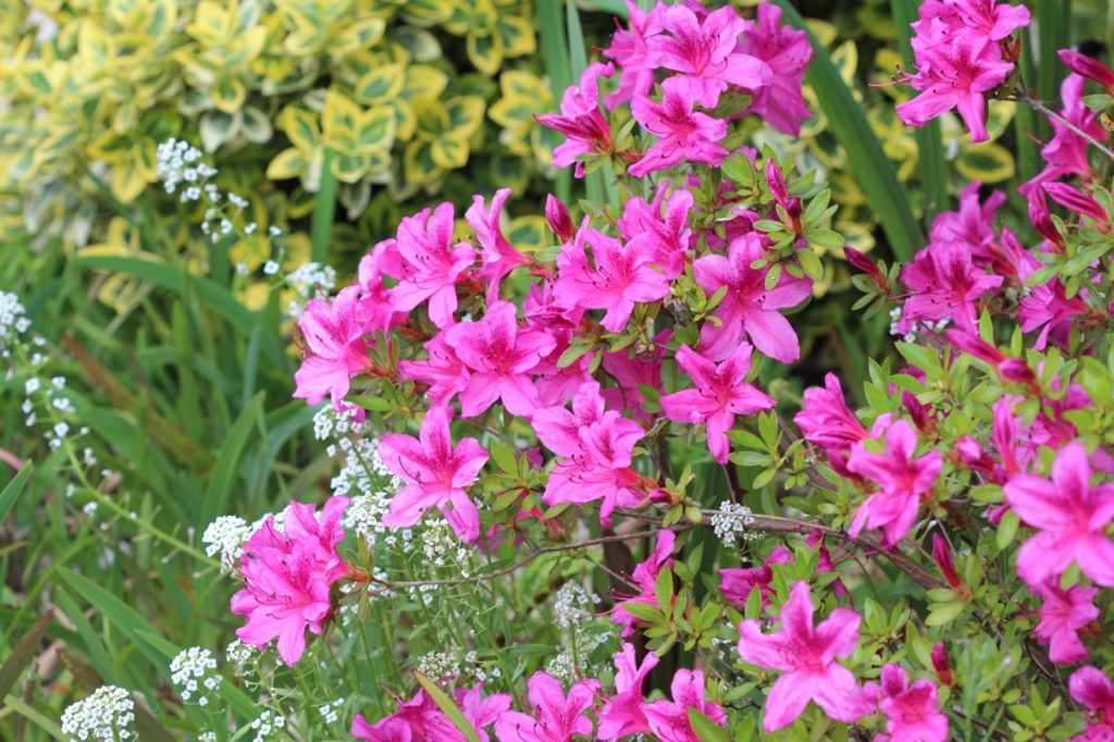 Azalea japonica shrub with bright pink flowers and small green leaves