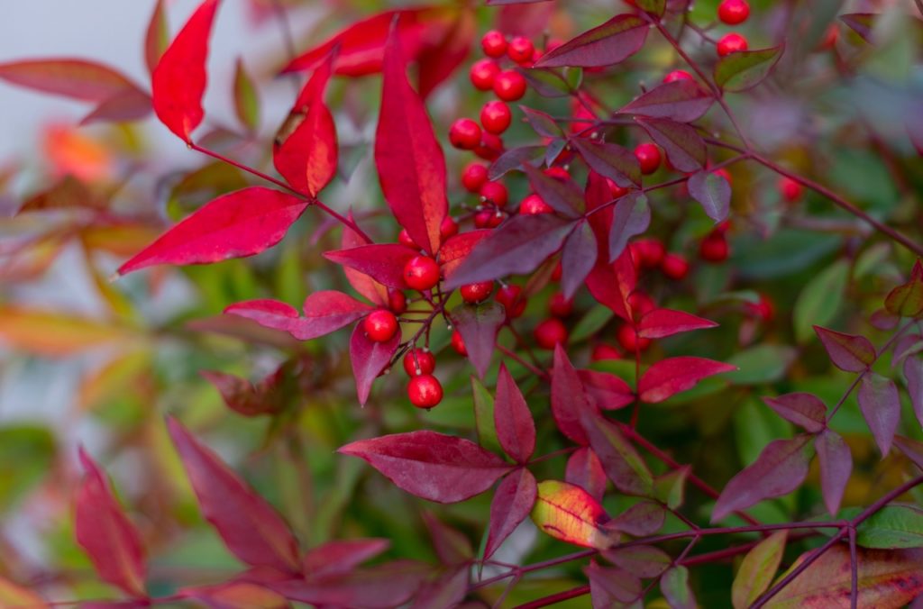 How To Prune Nandina Domestica Horticulture Magazine