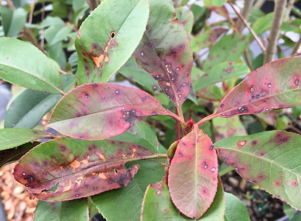 a photinia plant showing discoloured leaves caused by leaf spot