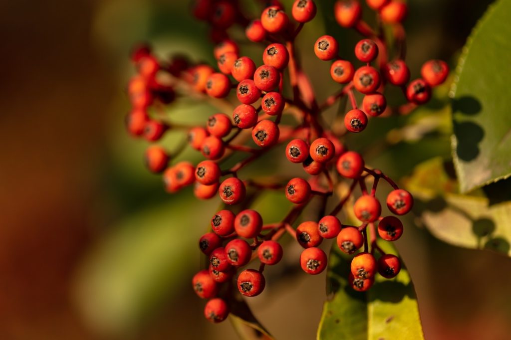 close-up of the round red fruit of a photinia plant