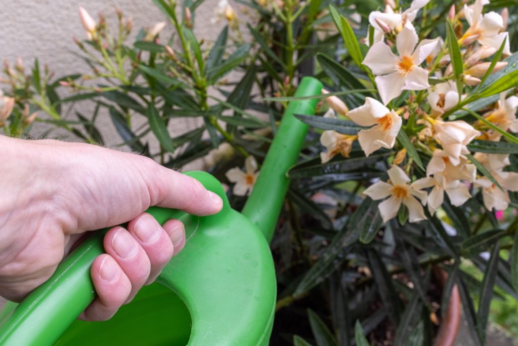 white flowering oleander with orange centres growing in a pot being watered by a green watering can