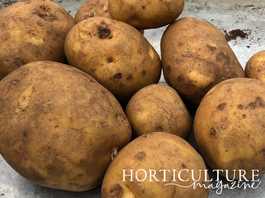 close-up of harvested potatoes that are lightly dusted in soil and are on table indoors