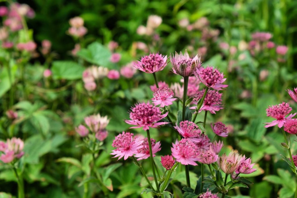 pink flowering Astrantia growing outside with spiked petals and tall stems