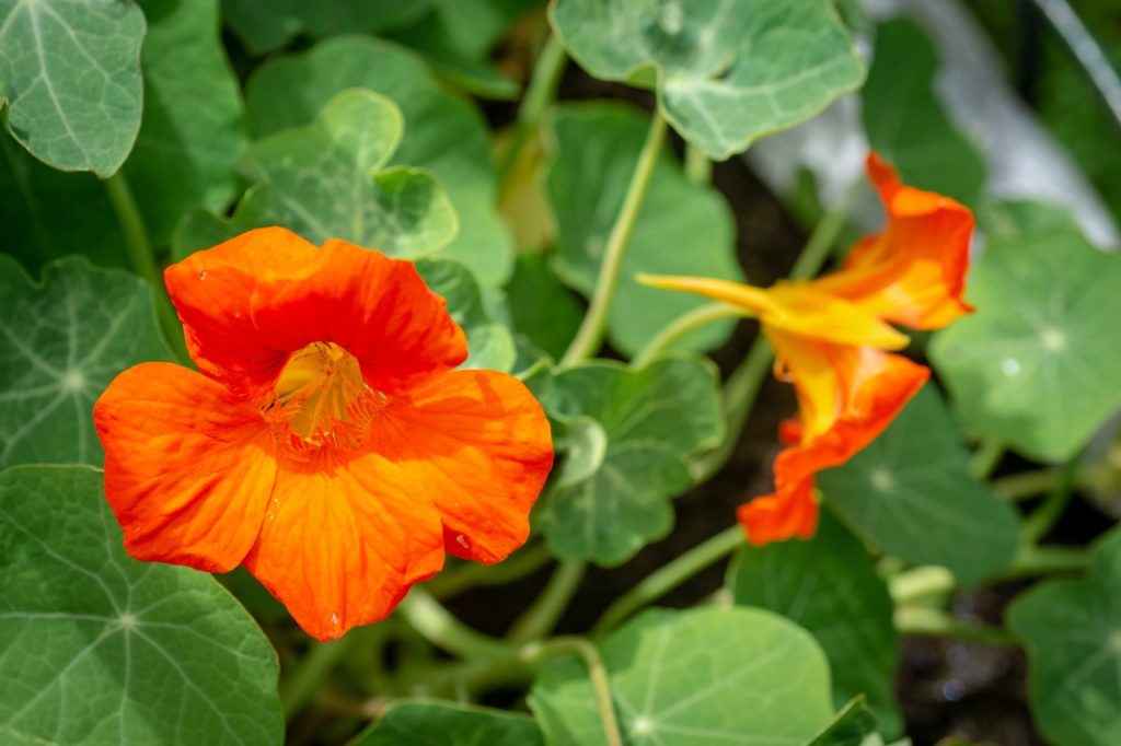 Tropaeolum majus with wavy-edged leaves that are shaped like parasols and trumpet-shaped orange blooms