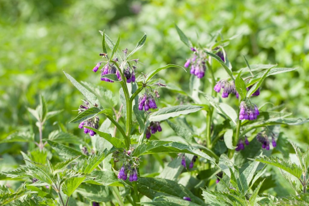 comfrey plant with clusters of small bell-shaped purple flowers