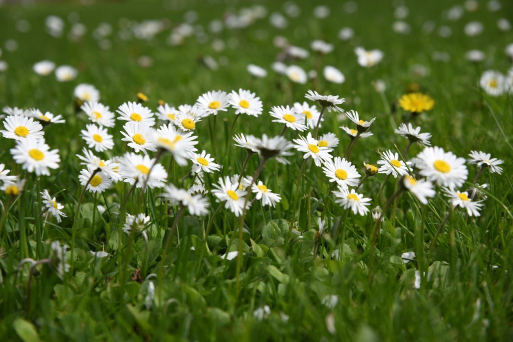 Bellis perennis with white petals and yellow centres growing in a grass field