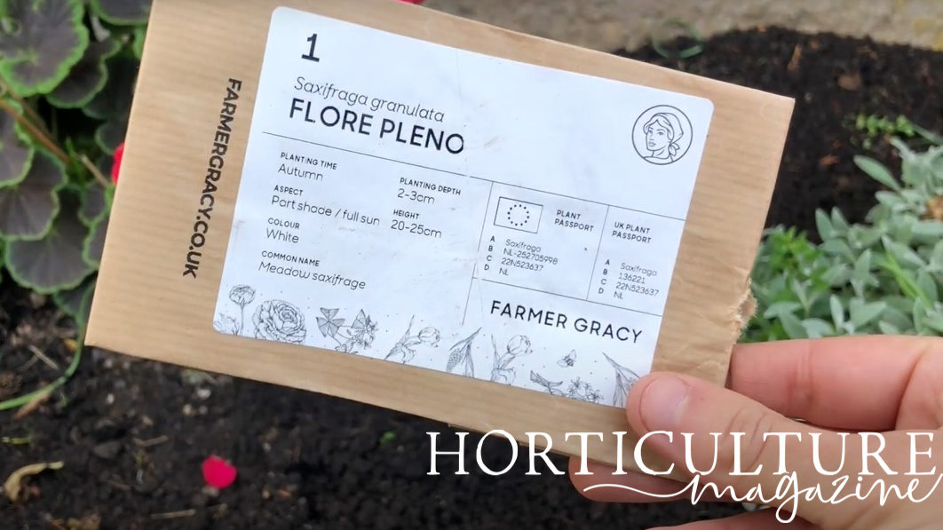 gardener holding a brown envelope with Saxifraga granulata ‘Flore Pleno’ bulbs inside