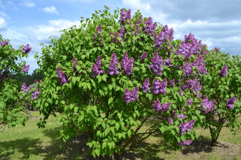 How To Deadhead Lilac (Syringa) Horticulture Magazine