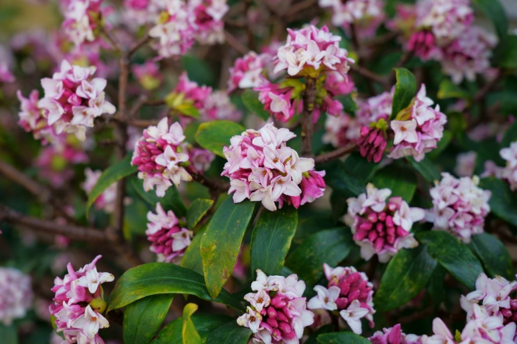 white and pink flowering clusters from a daphne odora shrub with thin green leaves