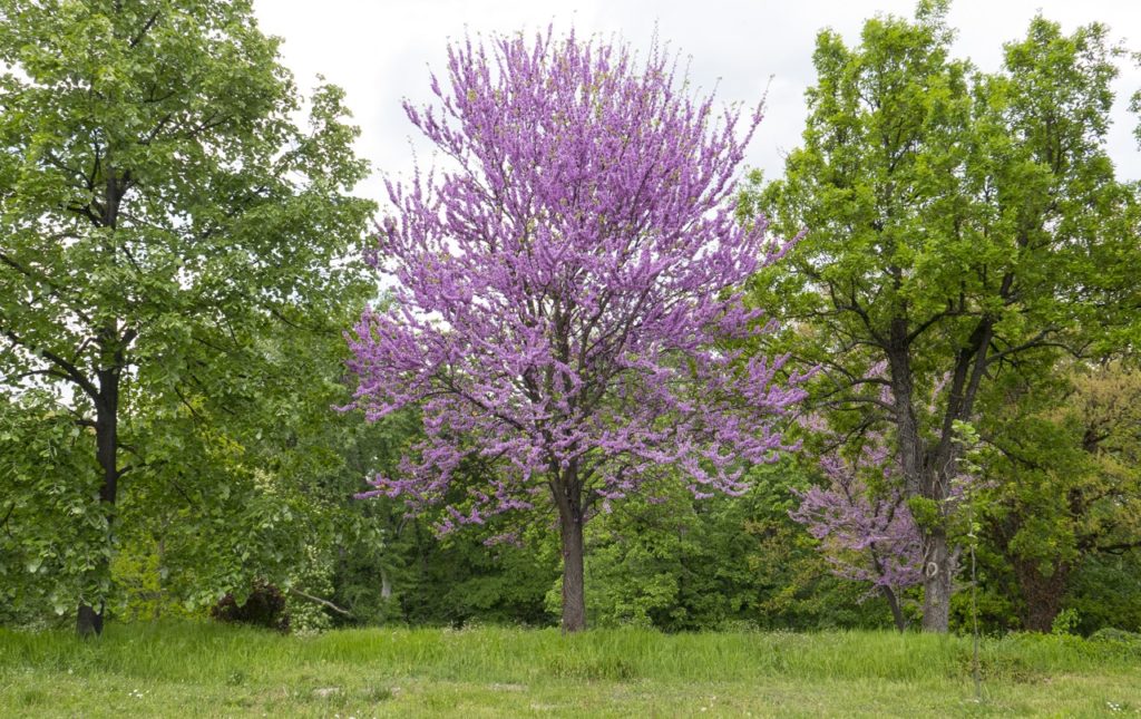 pink flowering Judas tree growing outside in a field between two similar sized green trees