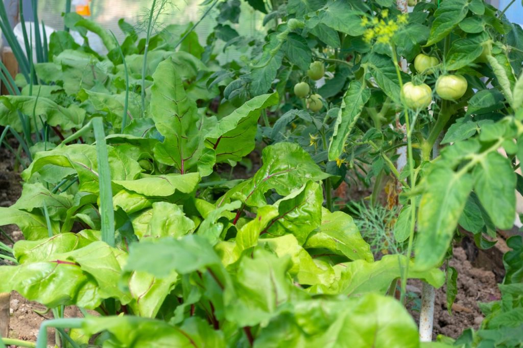onions, tomatoes and beetroots growing in a raised vegetable bed inside a greenhouse