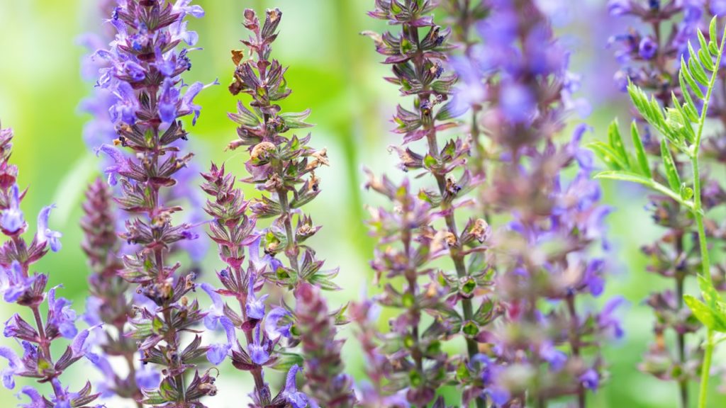 purple flowering salvia plants with tall stems growing outside