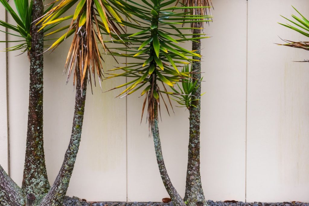 yucca trees growing in front of a wall with brown and yellow leaves