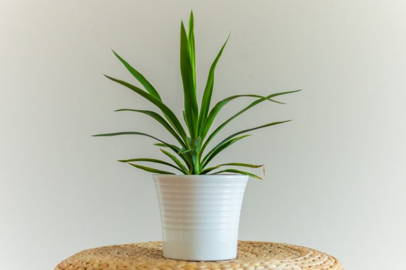 How To Revive A Dying Yucca Plant Horticulture.co.uk