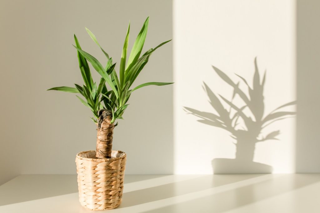 yucca plant growing in a wicker basket casting its shadow on a white wall