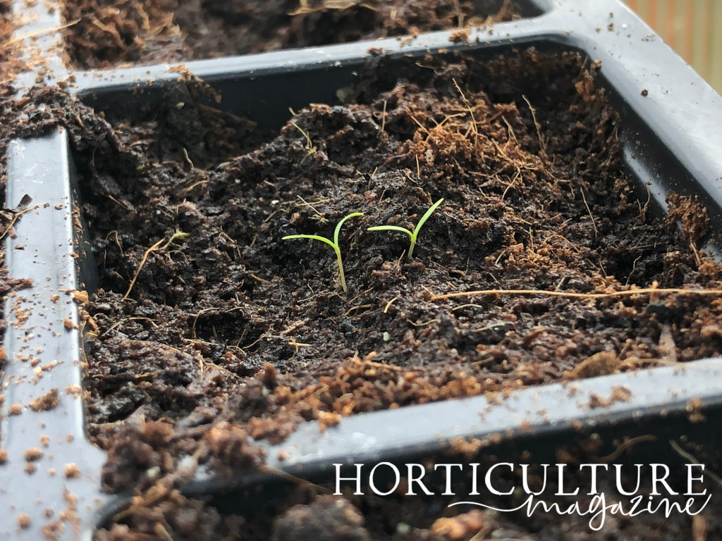 close-up of the tiny ammi majus seedlings in a seed tray cell
