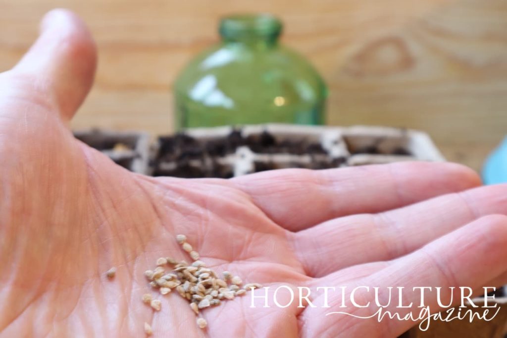 open palm showing seeds of Gardener&rsquo;s Delight tomatoes