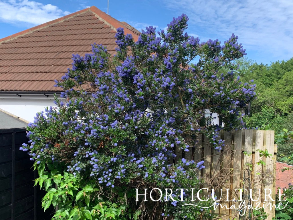 ceanothus tree with bright blue flowers at the end of a garden